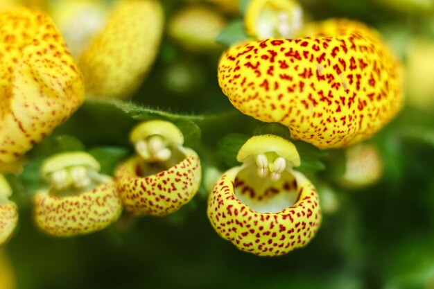 Yellow Calceolaria Crenatiflora Flower Seeds for Planting – Heirloom, Non-GMO, High Germination
