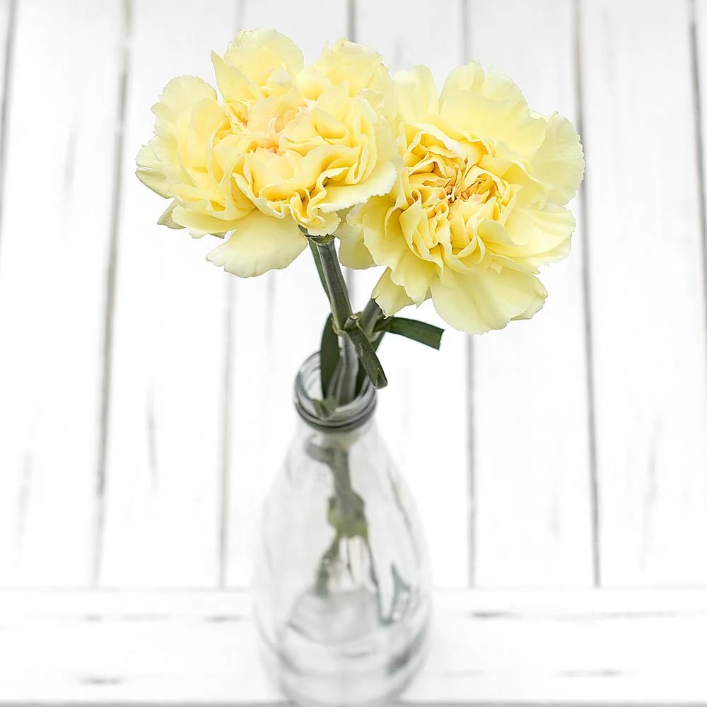 Light Yellow Carnation Flower seeds for Planting – Cut Flower Favorite, Heirloom, Non-GMO Home Garden