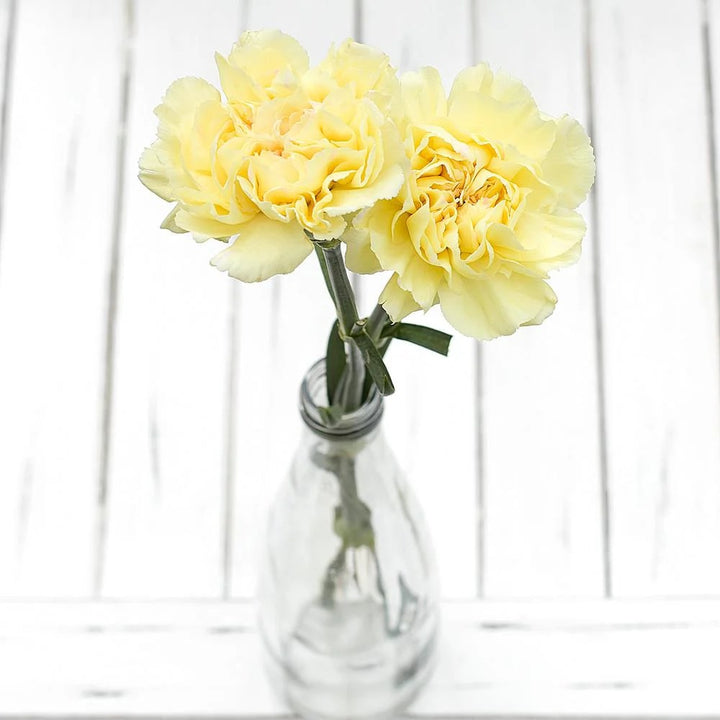 Light Yellow Carnation Flower seeds for Planting – Cut Flower Favorite, Heirloom, Non-GMO Home Garden