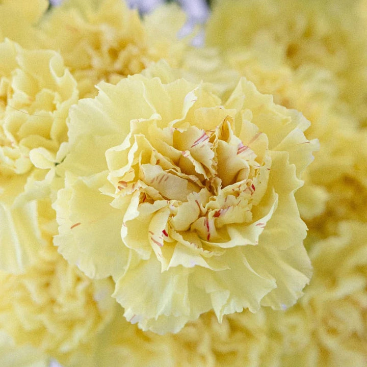 Light Yellow Carnation Flower Seeds for Planting | Heirloom, Non-GMO, High Germination, Organic Garden Seeds