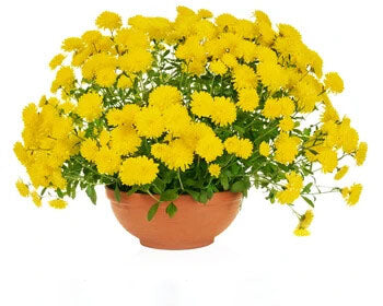 Yellow Flower Pot Flower Seeds for Planting – Heirloom Non-GMO, High Germination Organic Garden Seeds