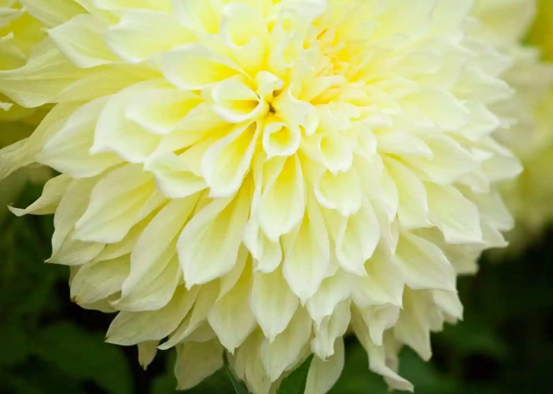 Pale Yellow Dahlia Flower Seeds for Planting – Heirloom Non-GMO High Germination Organic Garden Seeds