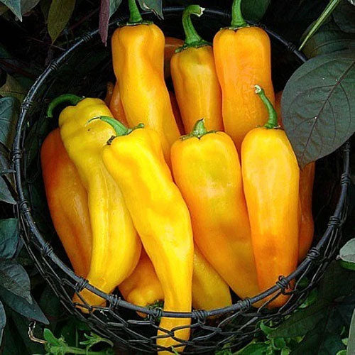Yellow Hot Pepper Vegetable Seeds for Planting – Heirloom & Non-GMO Seeds for Bold Color and Spicy Flavor