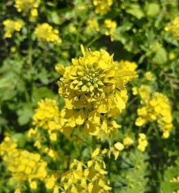 Light Yellow Brassica Oleracea Flower Seeds for Planting – Heirloom, Non-GMO, Sun-Loving, High Germination