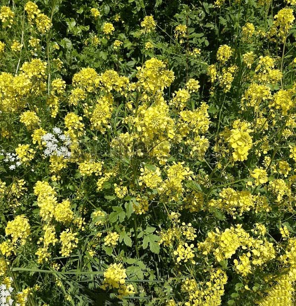 Light Yellow Brassica Oleracea Flower Seeds for Planting – Heirloom, Non-GMO, Sun-Loving, High Germination