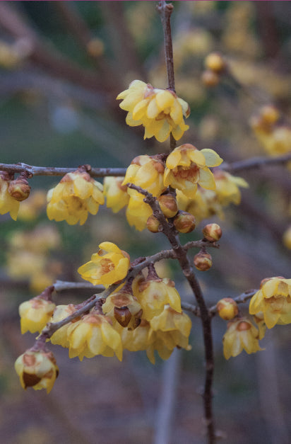 Wintersweet Flower Seeds for Planting – Heirloom Non-GMO Seeds for Home Garden, High Germination