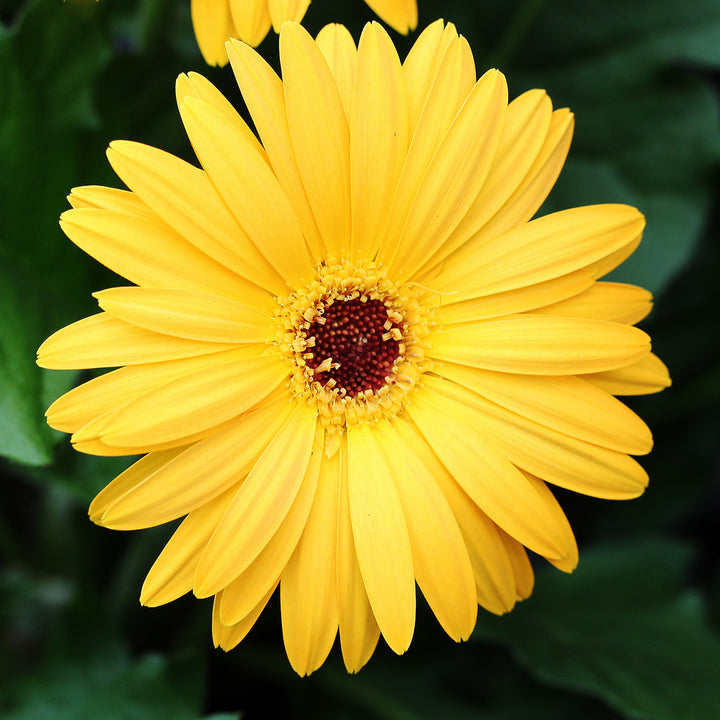 Yellow Gerbera Flower Seeds for Planting – Heirloom, Non-GMO, Hardy Variety, High Germination Seeds