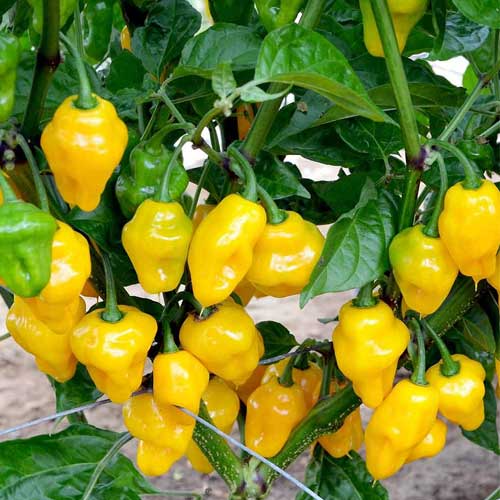 Trinidad Yellow Pepper Seeds – Heirloom Non-GMO Hot Caribbean Chili Pepper Seeds for Planting, Organic Garden Seeds