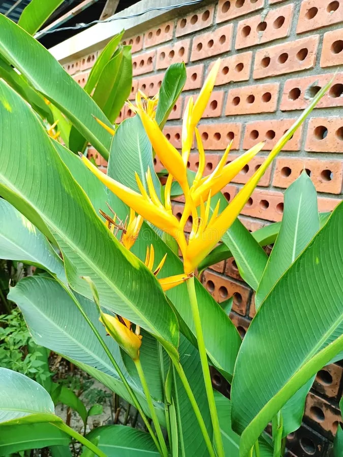 Yellow Strelitzia Reginae Flower Seeds for Planting – Pollinator Friendly, Heirloom & Non-GMO Garden Seeds