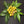 Yellow Jabuticaba fruit seeds for planting - Heirloom & Non-GMO Garden seeds