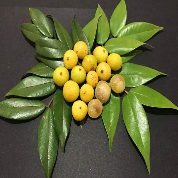 Yellow Jabuticaba fruit seeds for planting - Heirloom & Non-GMO Garden seeds