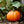 Yellow Pumpkin Seeds for planting – heirloom non-GMO vines, vibrant fruit for cooking and display
