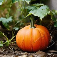 Pumpkin Seeds for Planting – Heirloom, Non-GMO, Organic Garden Seeds, High Germination, Large Orange Fruits for Autumn Harvests