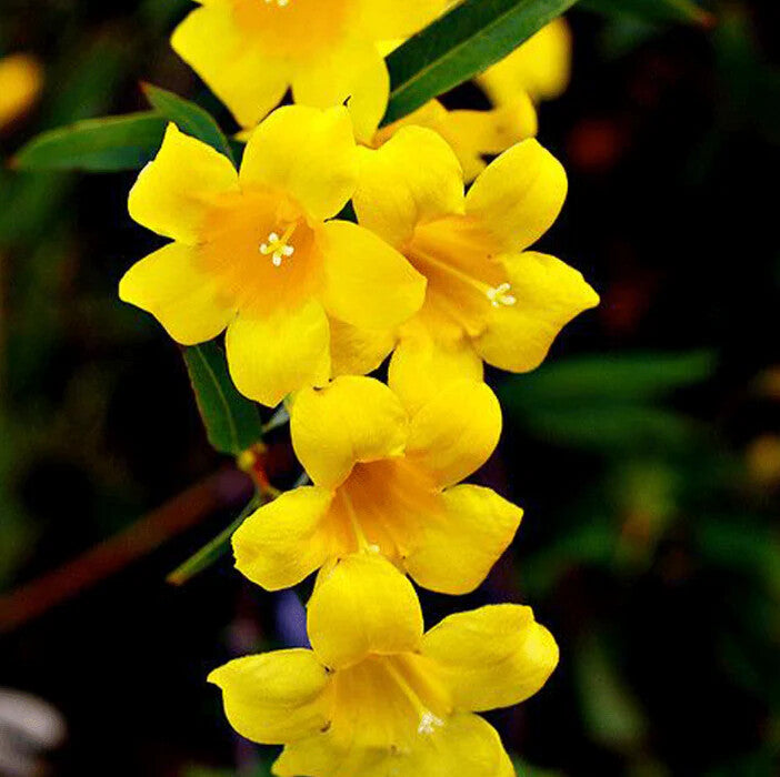 Balsamine Yellow Flower Seeds for Planting – Heirloom Non-GMO, High Germination Organic Garden Seeds