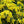 Yellow Jasminum Sambac Flower Seeds for Planting, Heirloom Non-GMO Organic Garden Seeds