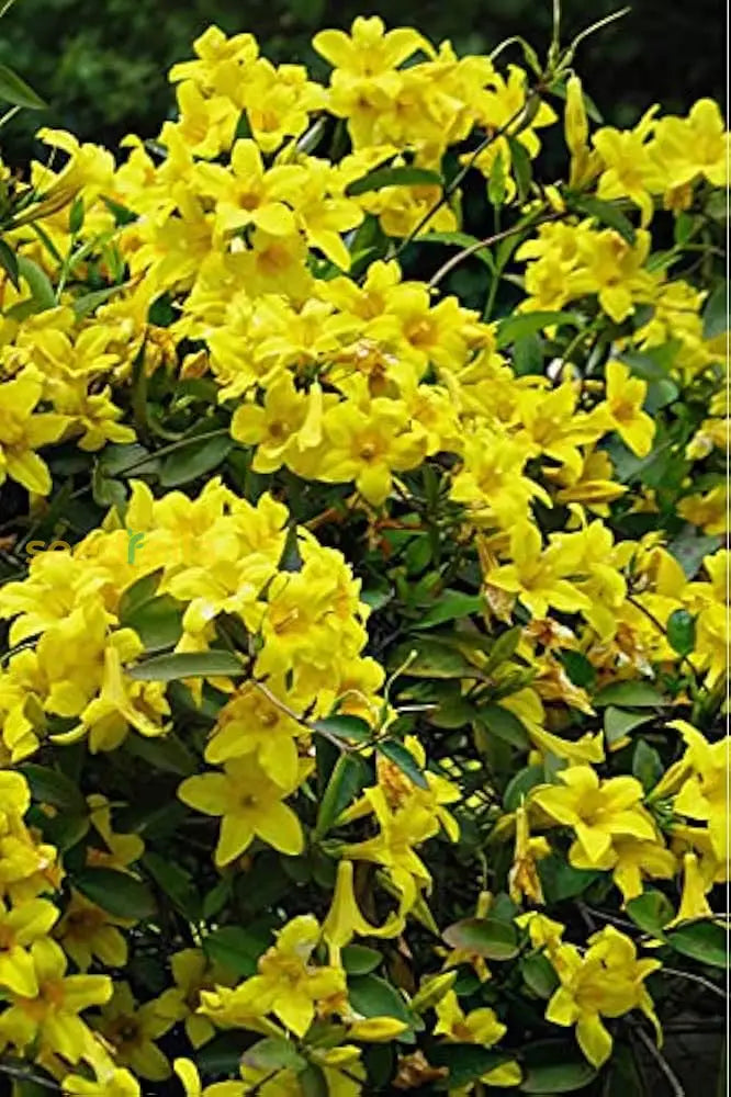 Yellow Jasminum Sambac Flower Seeds for Planting, Heirloom Non-GMO Organic Garden Seeds