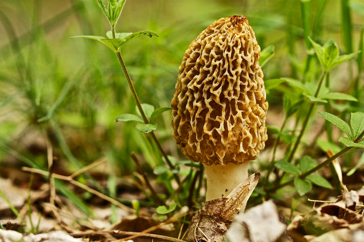 Morchella Esculenta Vegetable Seeds for Planting - Heirloom & Non-GMO Garden Seeds