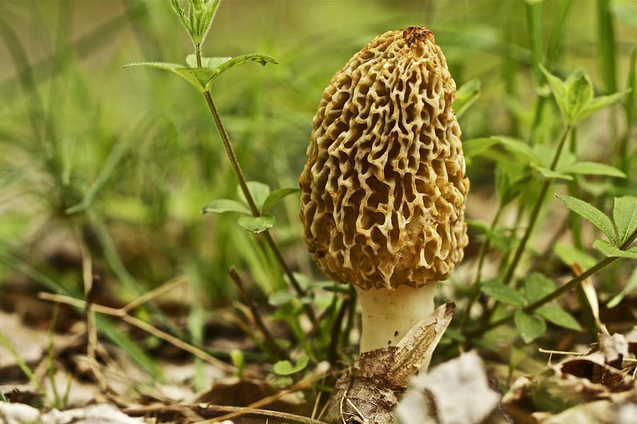 Morchella Esculenta Vegetable Seeds for Planting - Heirloom & Non-GMO Garden Seeds