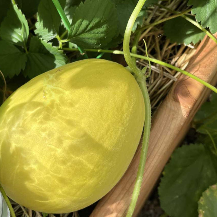 Yellow Melon Seeds for Planting – Heirloom & Non-GMO Fruit Seeds for Sweet Summer Garden Harvests