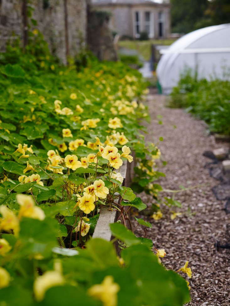 Green Yellow Nasturtium Flower Seeds for Planting – Cottage Garden Essential, Heirloom, Non-GMO