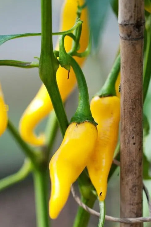 Yellow Bedder Macedonian Pepper Seeds for Planting – Heirloom, Non-GMO, Mild Sweet Pepper