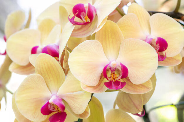 Cream Phalaenopsis Orchid Flower Seeds for Planting – Heirloom Non-GMO, High Germination Organic Garden Seeds