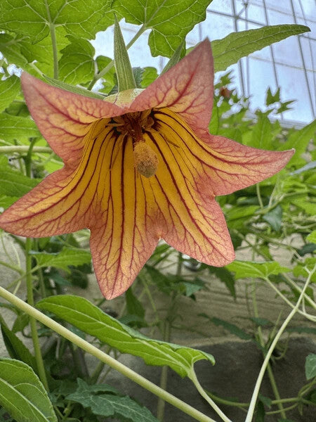 Canarina Flower Seeds for Planting – Wildflower Mix, Heirloom Non-GMO, High Germination Organic Garden Seeds