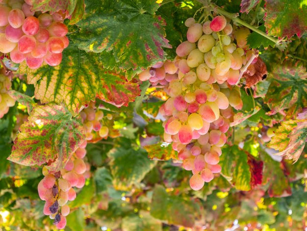 Yellow Red Grape fruit seeds for planting - Heirloom & Non-GMO vibrant vineyard garden seeds