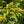 Flower Seeds, Seeds,Seeds For Planting,Plant Seeds