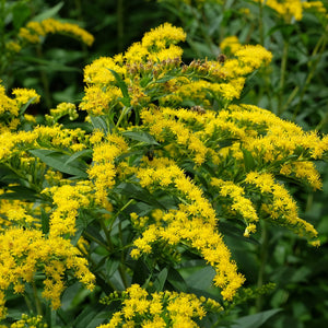 Flower Seeds, Seeds,Seeds For Planting,Plant Seeds