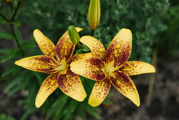 Yellow Brown Lilium Flower Seeds for Planting – Heirloom, Non-GMO, Shade Tolerant, High Germination