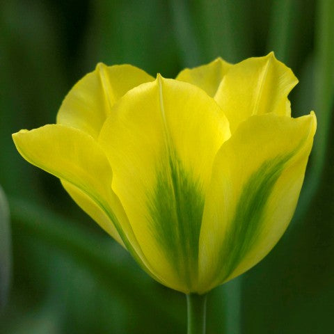 Yellow Green Tulip Flower Seeds for Planting – Hardy Variety, Heirloom & GMO Free Seeds for Home Garden