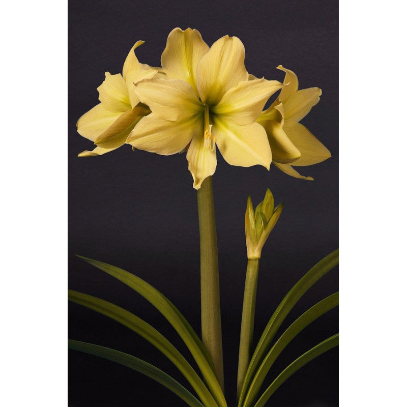 Yellow Hippeastrum Flower Seeds for Planting – Heirloom, Non-GMO, Drought Tolerant, High Germination