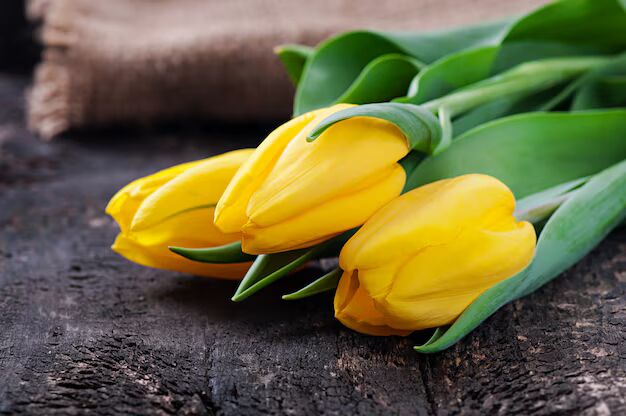 Deep Yellow Tulip Flower Seeds for Planting – Heirloom, Non-GMO, Compact Growth, High Germination
