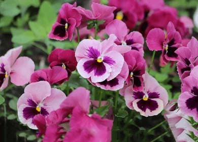 Pink Violet Pansy Flower Seeds for Planting – Heirloom, Non-GMO, High Germination Organic Garden Seeds