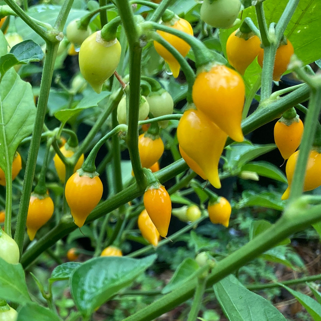 Yellow Biquinho Pepper Seeds for Planting – Heirloom, Non-GMO Pepper Seeds
