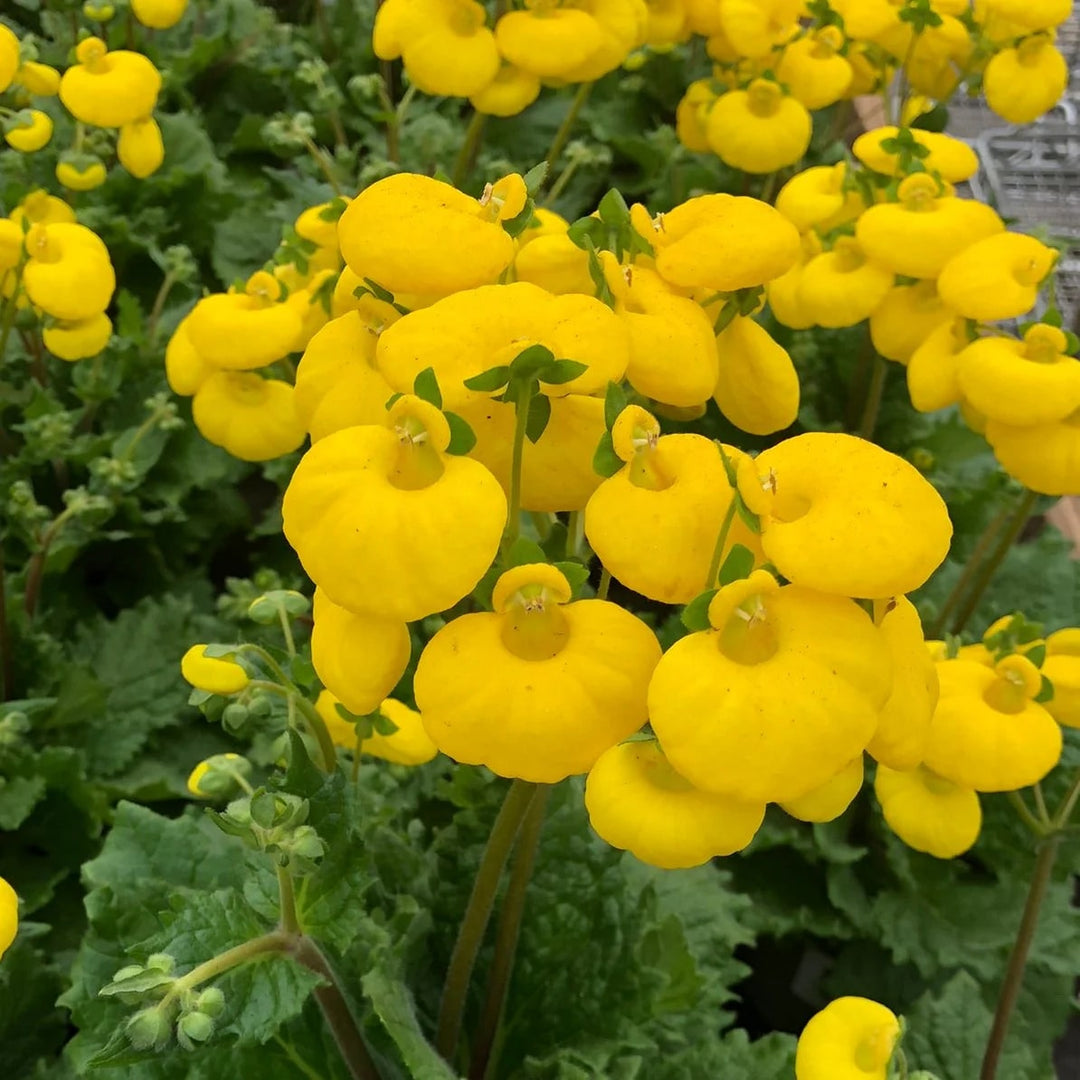 Yellow Calceolaria Flower Seeds for Planting – Heirloom Non-GMO High Germination Organic Garden Seeds