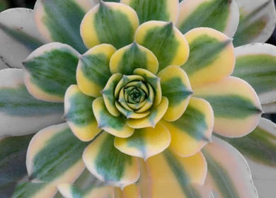 Yellow Green Succulent Flower Seeds for Planting – Drought Tolerant, Heirloom & Non-GMO Home Garden