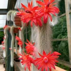 Monkey Tail Cactus Flower Seeds for Planting – Heirloom Non-GMO Seeds for Home Garden