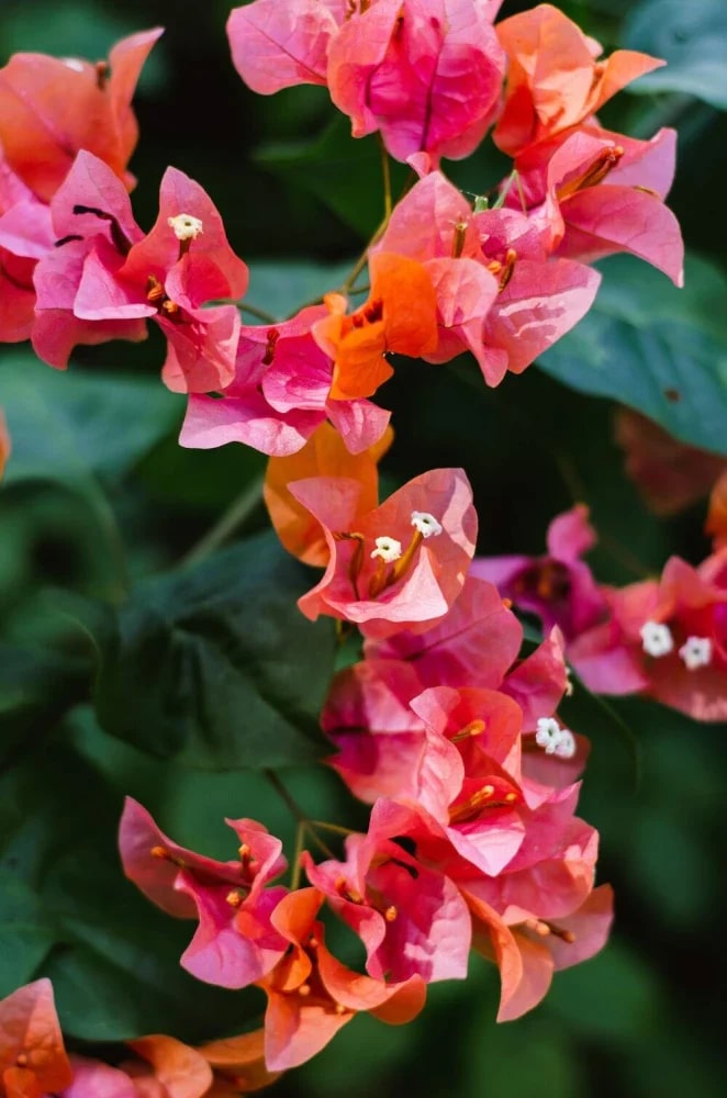 Orange Pink Bougainvillea Flower Seeds for Planting – Heirloom Non-GMO High Germination Organic Garden Seeds