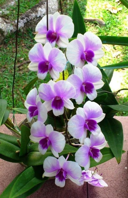 White Violet Orchid Flower Seeds for Planting – Sun Loving, Heirloom & Non-GMO Home Garden Seeds