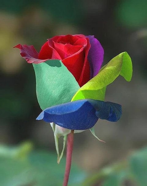 Green Multi-Color Rose Flower Seeds for Planting – Heirloom, Non-GMO, Low Maintenance, High Germination