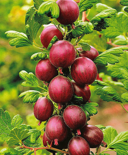 Hinnomaki Red Gooseberry fruit seeds for planting – Heirloom & Non-GMO Garden seeds