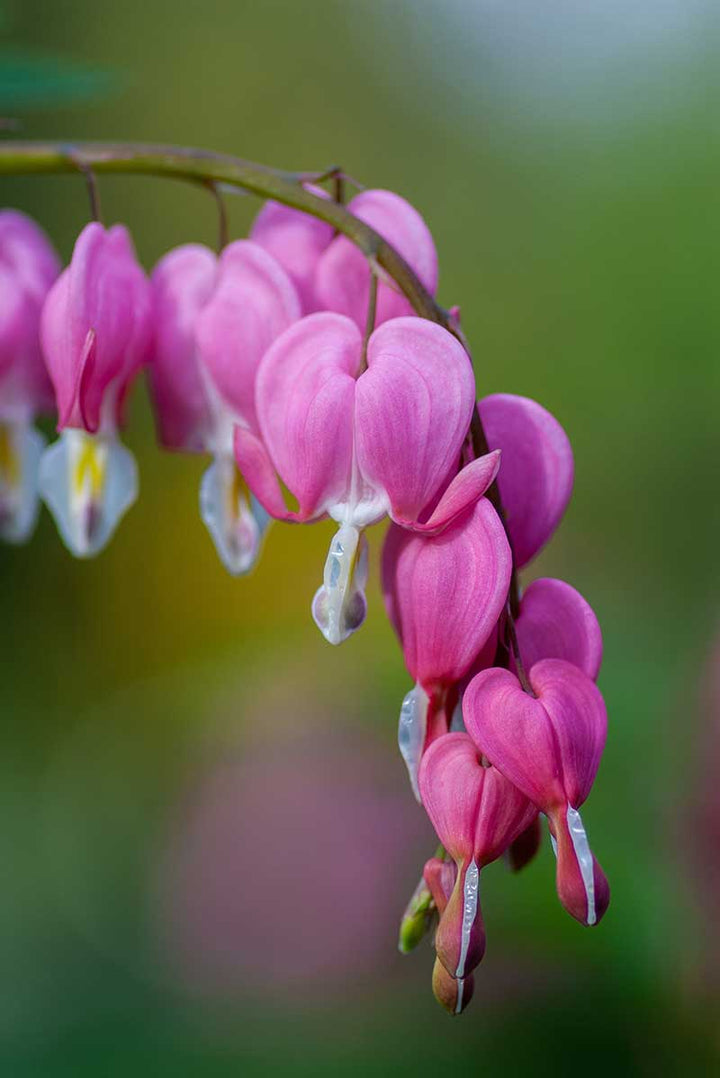 Light Pink Heart Flower Seeds for Planting – Heirloom, Non-GMO, Low Maintenance, High Germination