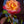 Yellow Pink Rose Flower Seeds for Planting – Heirloom, Non-GMO, Organic Garden Seeds with High Germination Rate
