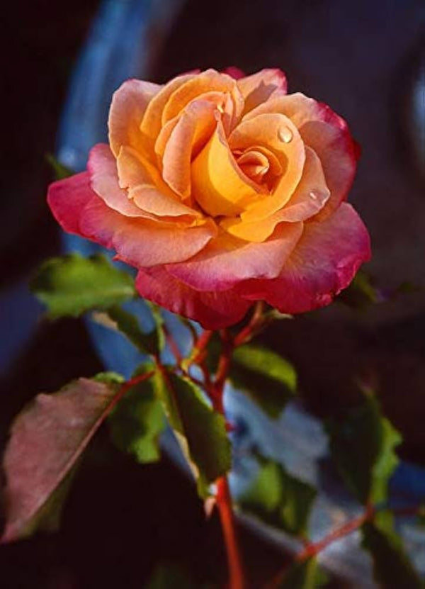 Yellow Pink Rose Flower Seeds for Planting – Heirloom, Non-GMO, Organic Garden Seeds with High Germination Rate