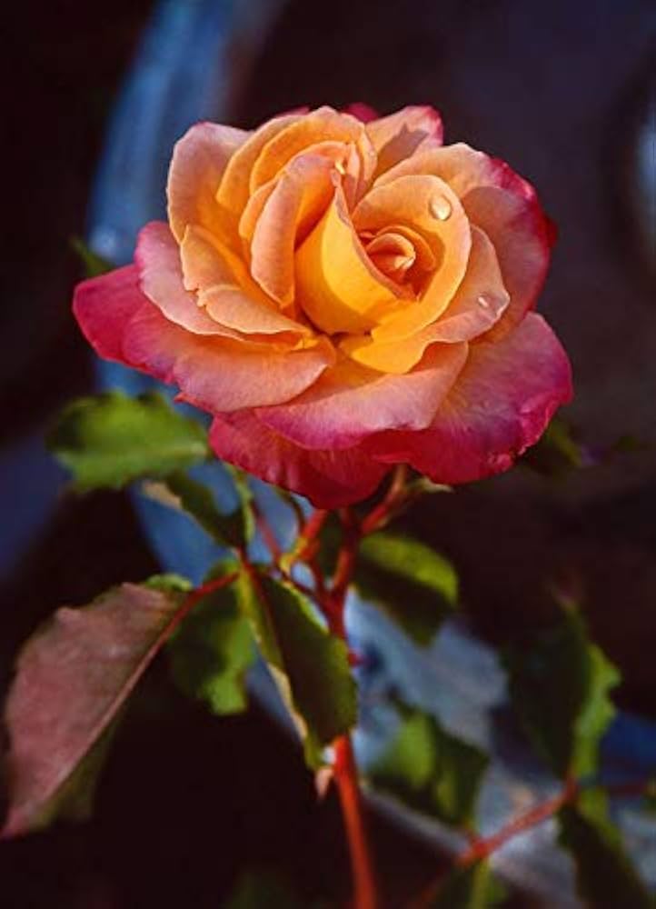 Yellow Pink Rose Flower Seeds for Planting – Heirloom, Non-GMO, Organic Garden Seeds with High Germination Rate