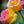 Yellow Pink Rose Flower Seeds for Planting – Heirloom, Non-GMO, Organic Garden Seeds with High Germination Rate