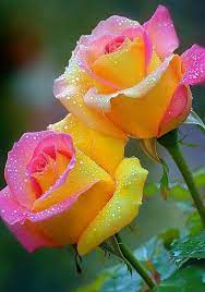 Yellow Pink Rose Flower Seeds for Planting – Heirloom, Non-GMO, Organic Garden Seeds with High Germination Rate