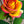 Yellow Pink Rose Flower Seeds for Planting – Heirloom, Non-GMO, Organic Garden Seeds with High Germination Rate